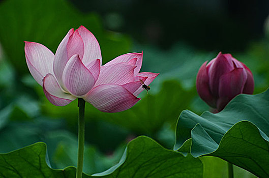 xổ số miền bắc 30 ngày gần đây