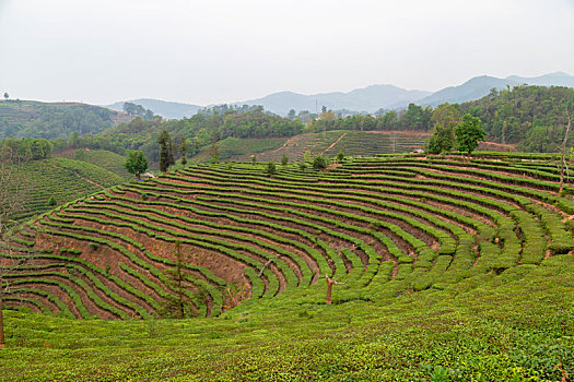 cách đánh xỉu chủ