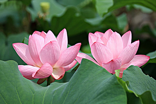 nhung ban tinh ca tieng anh hay nhat