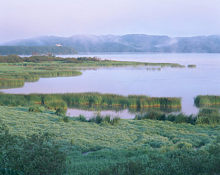 đá gà savan